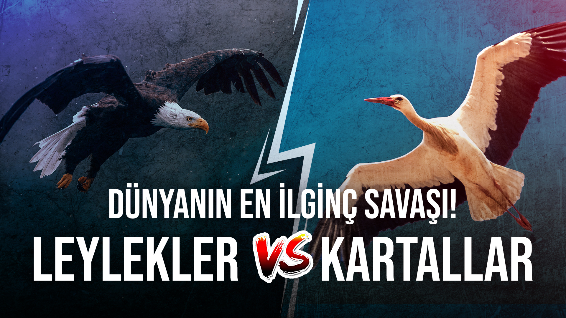 Türkiye'de Yaşanan Dünyanın En İlginç Savaşı: Leylekler Kartallara Karşı!